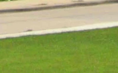 Photo of Jacqwan G.'s yard after getting tree care in Rowlett, TX