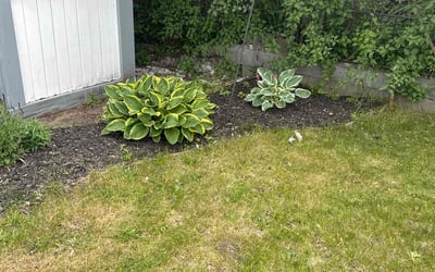Photo of Patricia R.'s yard after getting landscaping in Albany, NY