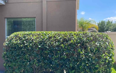 Photo of Leana S.'s yard after getting tree care in Crystal Beach, FL