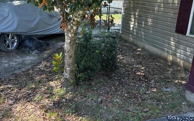 Photo of Susan M.'s yard after getting tree care in Pensacola, FL