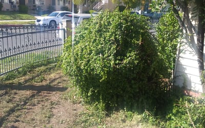 Photo of Elizabeth G.'s yard after getting landscaping in Northridge, CA
