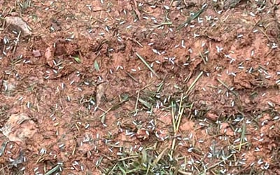 Photo of Ruth C.'s yard after getting tree care in Rex, GA