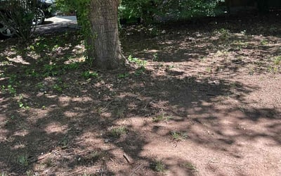 Photo of George S.'s yard after getting landscaping in Raleigh, NC