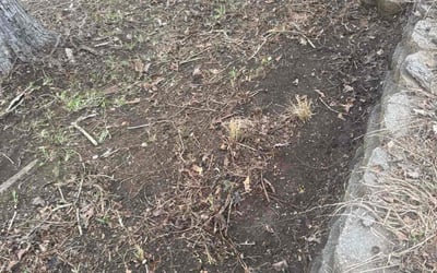 Photo of Jordan G.'s yard after getting landscaping in Canton, GA