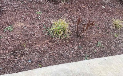 Photo of LaQuita W.'s yard after getting tree care in Cordova, TN