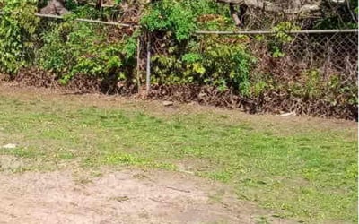 Photo of Tony D.'s yard after getting landscaping in East Haven, CT