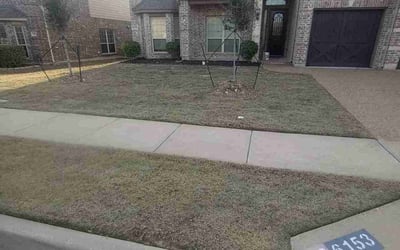 Photo of Steve C.'s yard after getting tree care in Southlake, TX