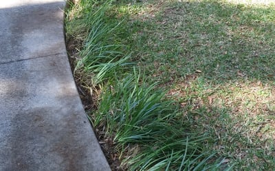 Photo of Christopher H.'s yard after getting landscaping in Greensboro, FL