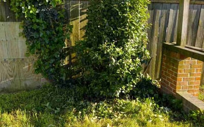 Photo of Roy R.'s yard after getting tree care in Smithfield, VA
