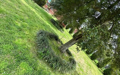 Photo of Rachel H.'s yard after getting landscaping in Smyrna, SC