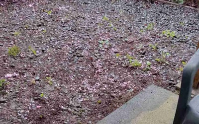 Photo of Adrian H.'s yard after getting landscaping in Sandy, OR