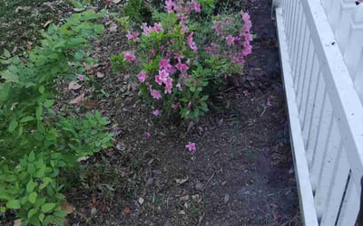 Photo of Matthew H.'s yard after getting landscaping in Norfolk, VA