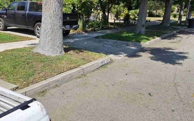 Photo of Monique A.'s yard after getting tree care in Los Angeles, CA