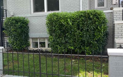 Photo of Lisa S.'s yard after getting landscaping in Flint Hill, VA