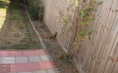 Photo of Rochelle W.'s yard after getting landscaping in Dobbin, TX