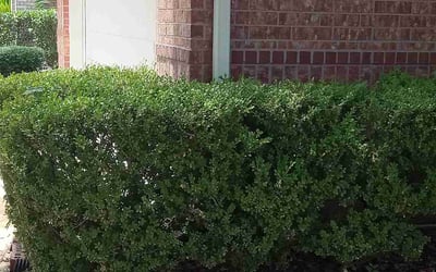 Photo of Yolanda B.'s yard after getting landscaping in Cypress, TX