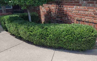 Photo of James J.'s yard after getting landscaping in Prague, OK