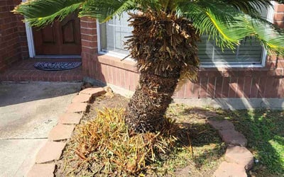 Photo of Lisa D.'s yard after getting tree care in Dayton, TX