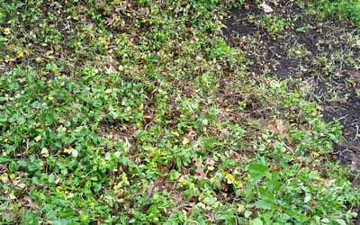 Photo of Dan S.'s yard after getting landscaping in Dry Ridge, KY