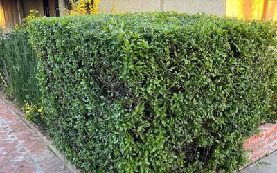 Photo of Nicole M.'s yard after getting landscaping in Laguna Beach, CA