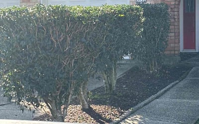 Photo of Mark A.'s yard after getting landscaping in Saint Rose, LA