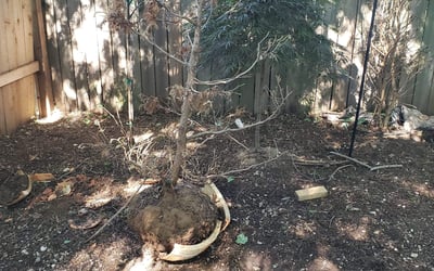 Photo of Thomas D.'s yard after getting landscaping in Cowgill, MO