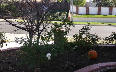 Photo of Susan P.'s yard after getting landscaping in La Palma, CA
