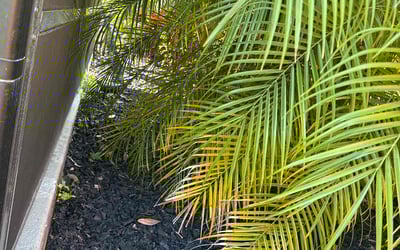 Photo of Austin W.'s yard after getting landscaping in Oviedo, FL