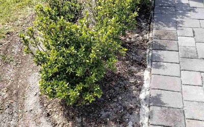 Photo of Jamie S.'s yard after getting landscaping in Zellwood, FL