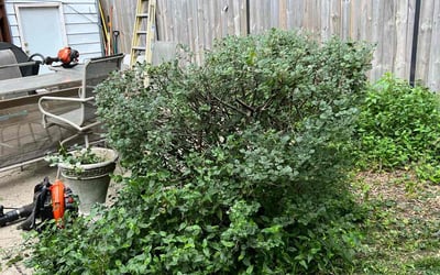 Photo of Kimberly S.'s yard after getting landscaping in Homer Glen, IL