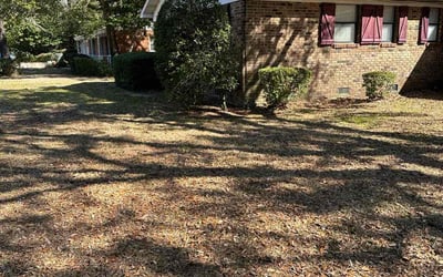Photo of Ashley W.'s yard after getting landscaping in Mc David, FL