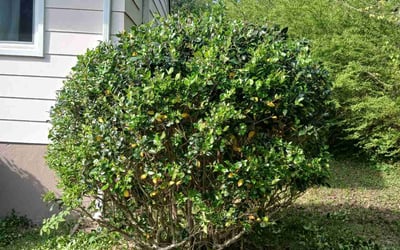 Photo of Briana H.'s yard after getting landscaping in Hopewell, VA
