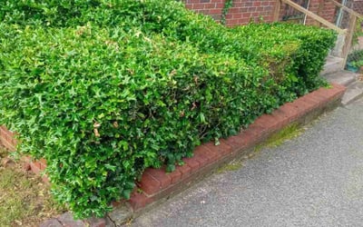 Photo of Mark W.'s yard after getting landscaping in Memphis, TN