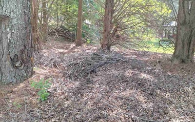 Photo of Jeffrey J.'s yard after getting landscaping in Buford, GA