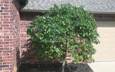Photo of Linda K.'s yard after getting tree care in Claremore, OK