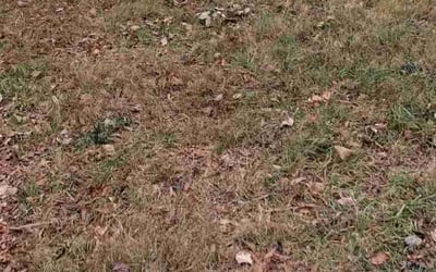 Photo of Misty P.'s yard after getting tree care in Belmont, NC