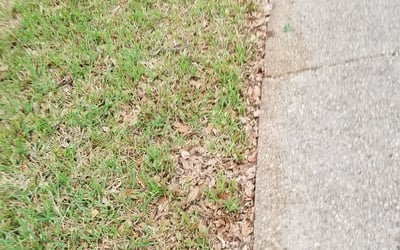 Photo of Gwendolyn L.'s yard after getting landscaping in Jourdanton, TX