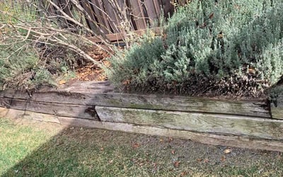Photo of Haven W.'s yard after getting lawn care in Beaumont, CA