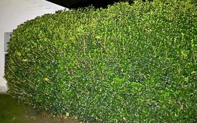 Photo of Luanne J.'s yard after getting tree care in Chester, SC