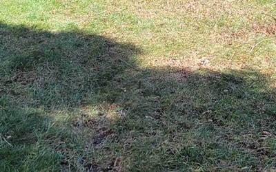 Photo of Maggie S.'s yard after getting landscaping in Ford, VA