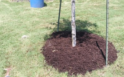 Photo of Andre J.'s yard after getting landscaping in Coupland, TX