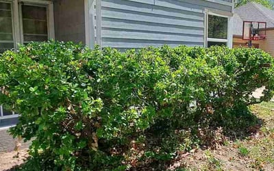 Photo of Elizabeth V.'s yard after getting landscaping in Kingman, KS