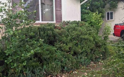 Photo of Donna L.'s yard after getting tree care in Denver, CO
