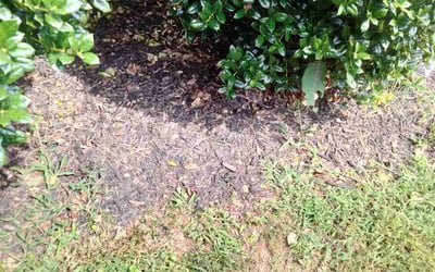 Photo of Tamara H.'s yard after getting landscaping in Red Oak, GA