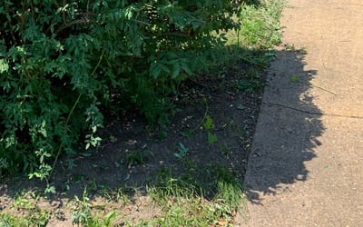 Photo of Maria M.'s yard after getting landscaping in Seaford, VA