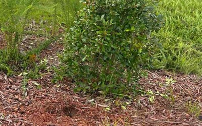 Photo of Lindsey L.'s yard after getting tree care in York, SC