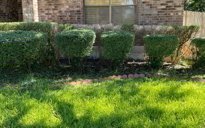 Photo of Alex P.'s yard after getting landscaping in Pleasanton, TX