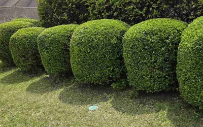 Photo of Charles W.'s yard after getting landscaping in Birmingham, AL