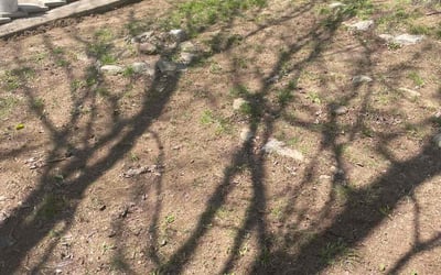 Photo of Angela S.'s yard after getting landscaping in Lexington, KY