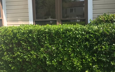 Photo of Amanda W.'s yard after getting landscaping in Corolla, NC
